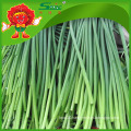 High quality Garlic sprouts green vegetables for health